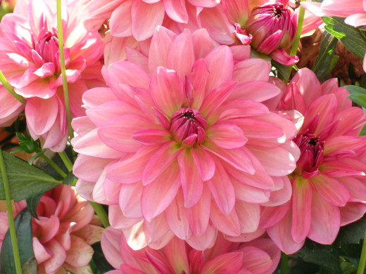 684327 (a): :2592x1944